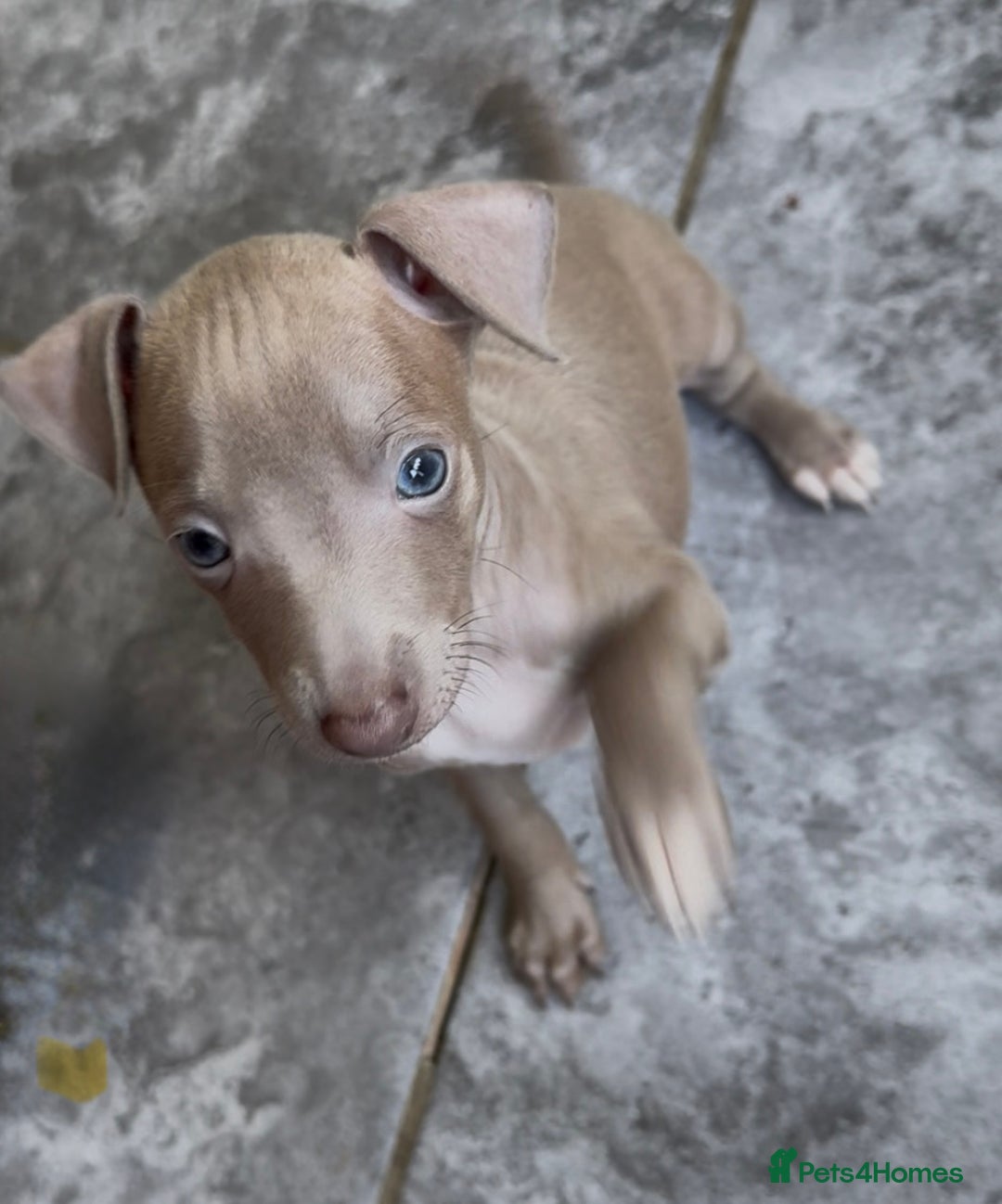Italian Greyhound dogs for sale: KC registered Italian Greyhounds  - Image 4