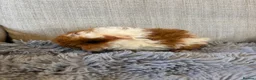 Guinea Pig rodents for sale: Baby Boars Swiss Lunky Cross in Market Drayton - Advert 6