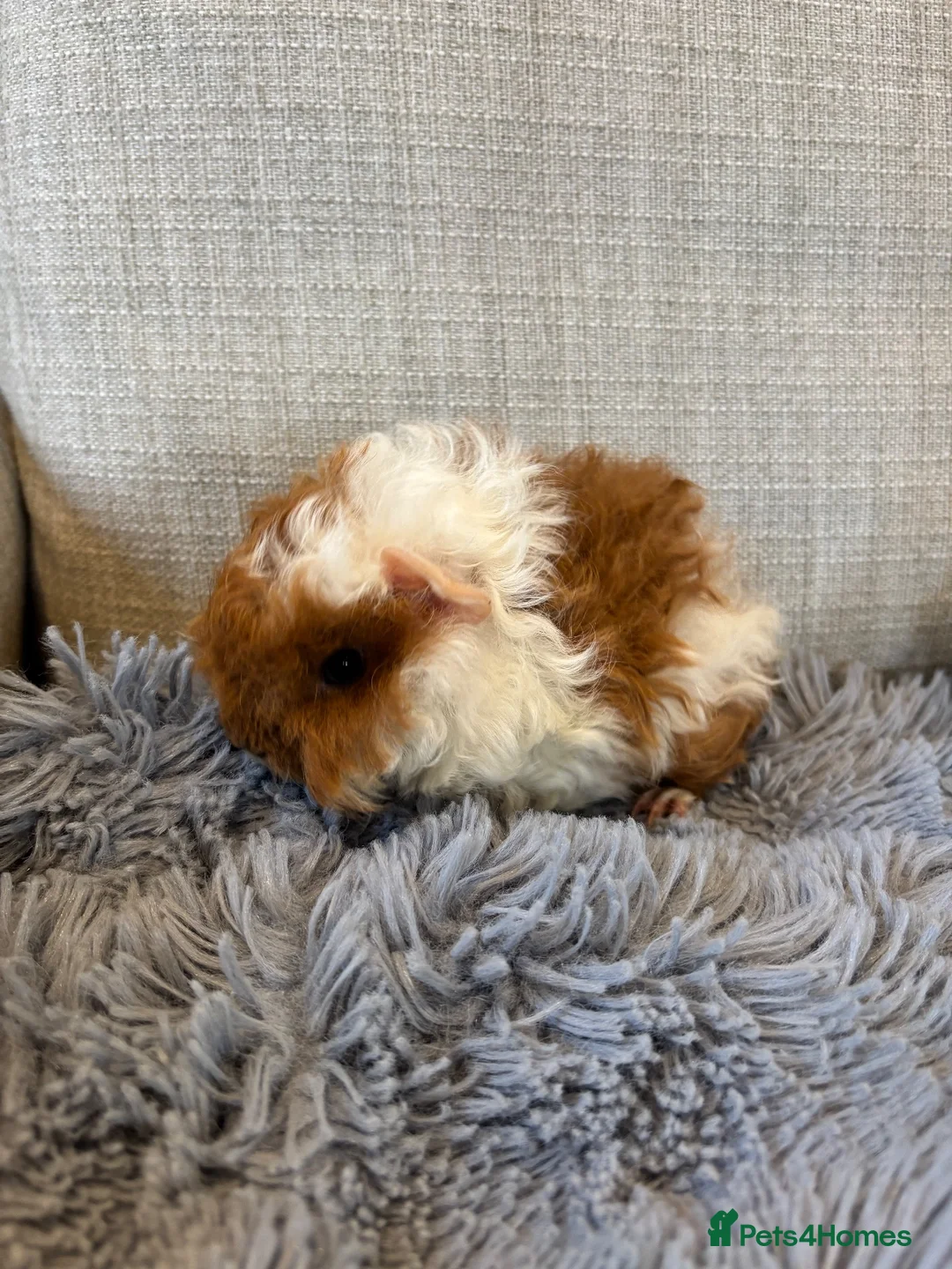 Guinea Pig rodents for sale: Baby Boars Swiss Lunky Cross in Market Drayton - Advert 6