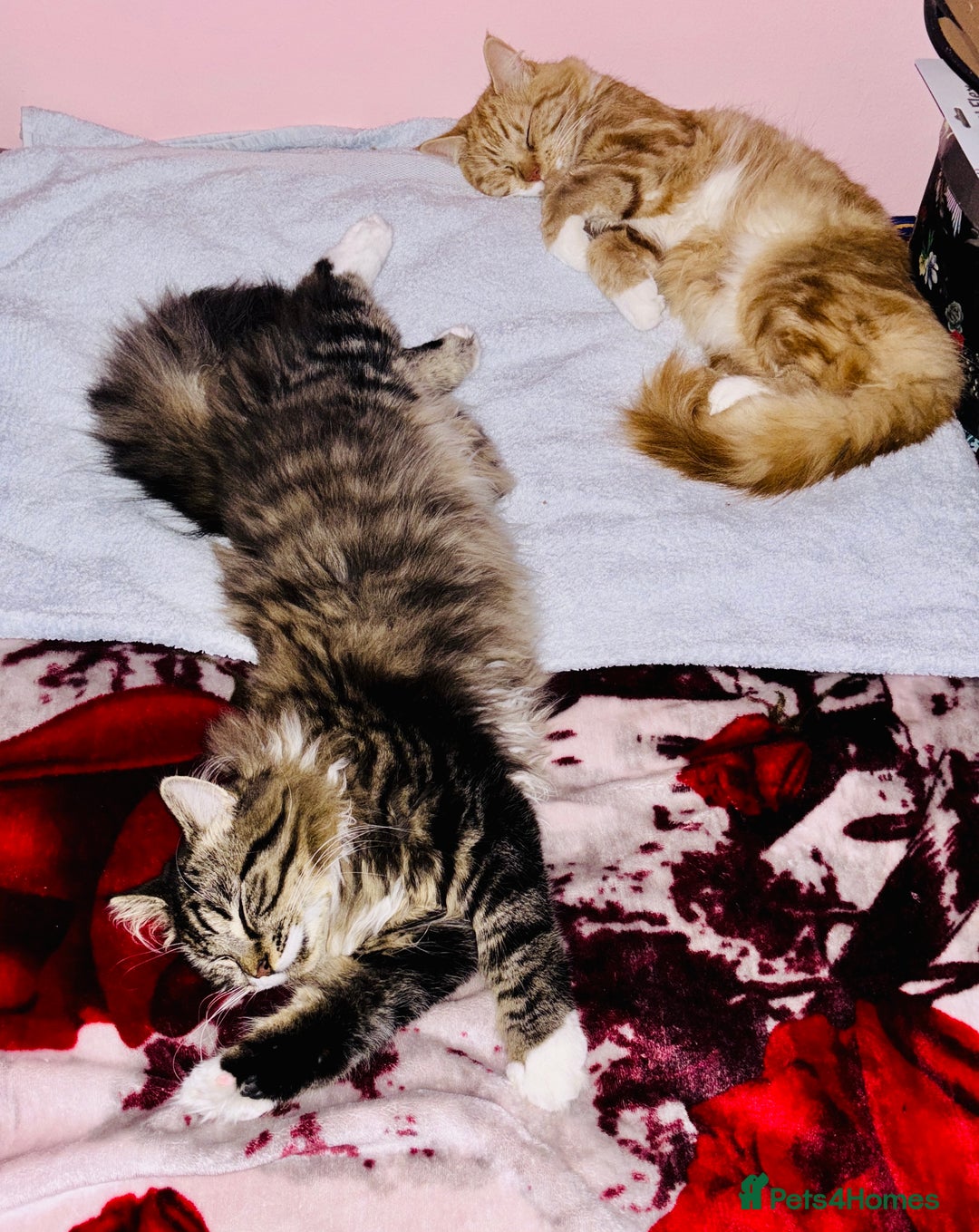 Scottish Fold cats for sale: Scotich fold long hair  - Image 9