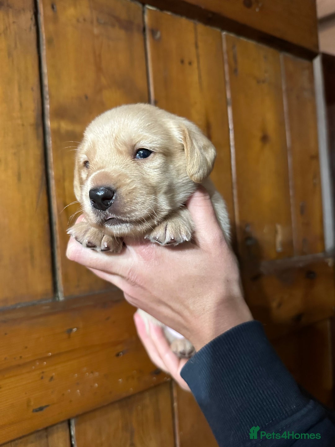 Mixed Breed dogs for sale: Dashador Puppies for sale  - Advert 1
