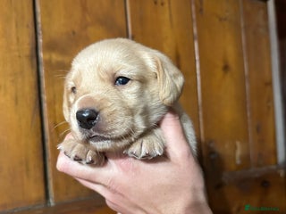 Mixed Breed dogs Dashador Puppies for sale - Advert 3
