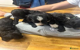 Cockapoo dogs for sale: Super cute spaniel x miniature poodle - Image 4