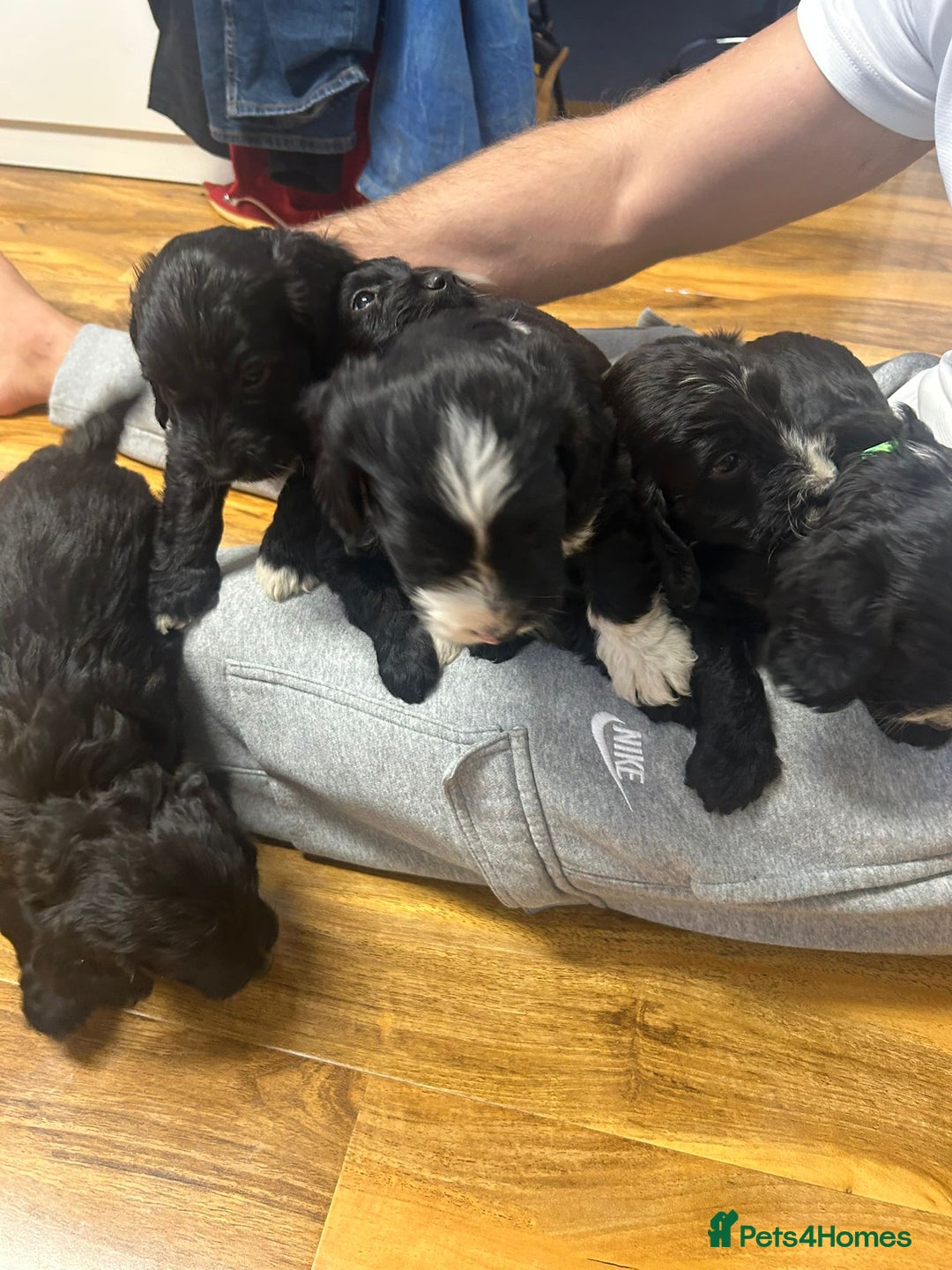Cockapoo dogs for sale: Super cute spaniel x miniature poodle - Image 4
