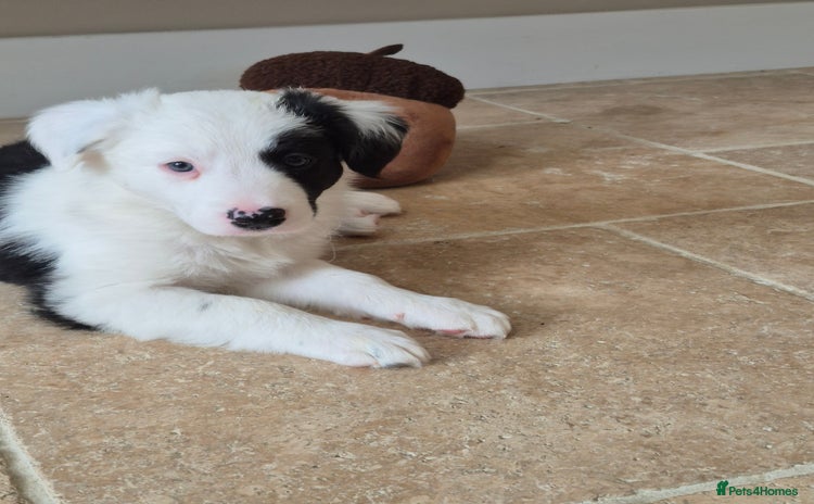 Border Collie dogs - Advert 4