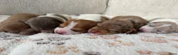 Miniature Dachshund dogs for sale: ⭐️💕miniature dachshund pups⭐️💕 - Advert 6