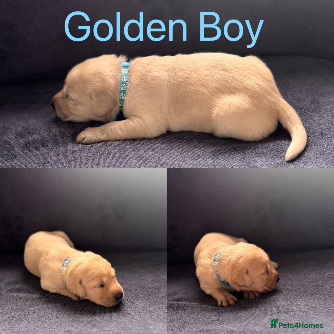 Labrador Retriever dogs for sale: Adorable Labrador Puppies–KC Registered - Advert 2