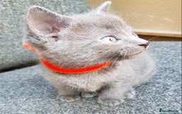 Mixed Breed cats for sale: Grey kittens  - Image 9