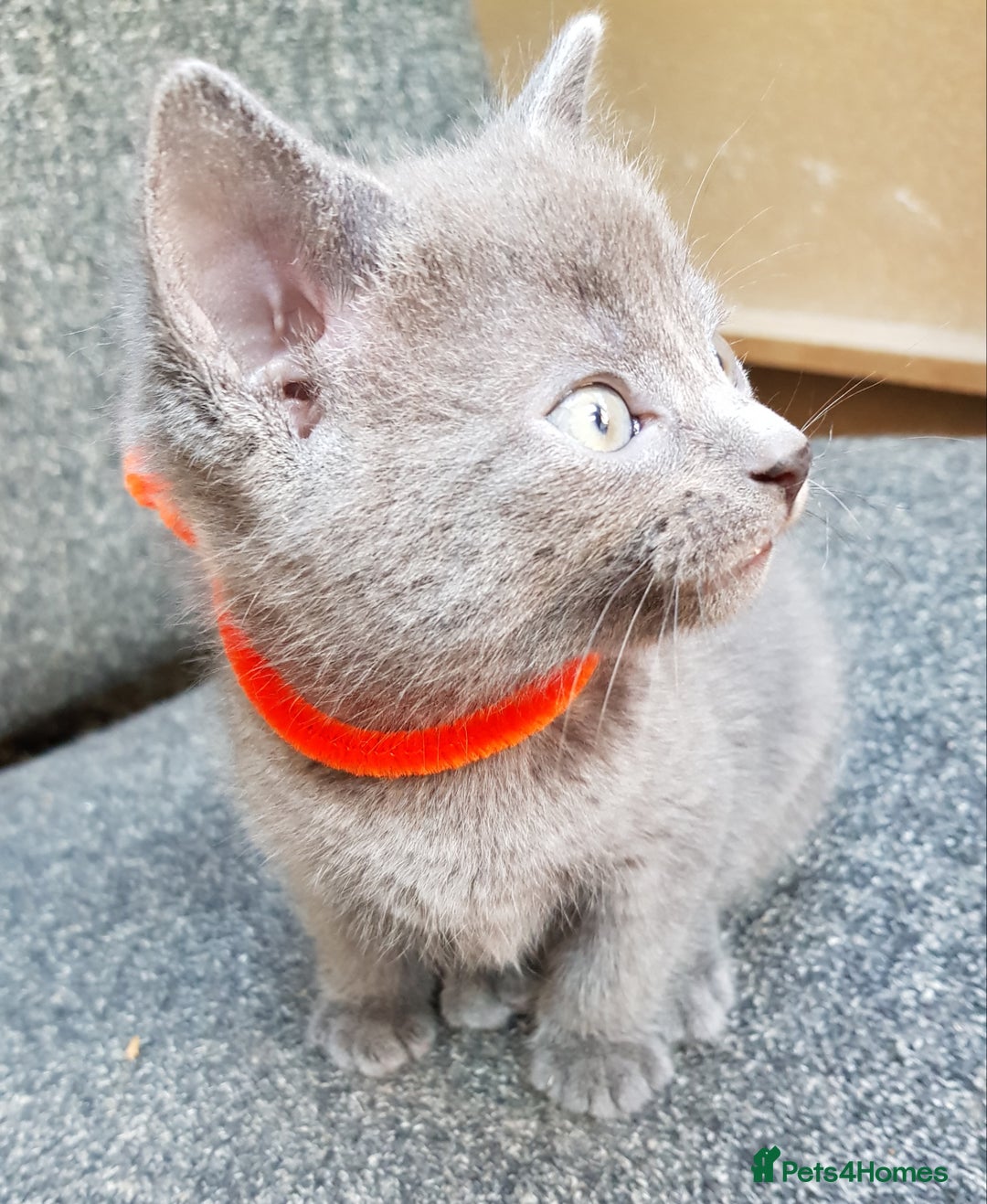 Mixed Breed cats for sale: Grey kittens  - Image 9