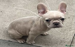 French Bulldog dogs for sale: Beautiful non kc female  - Image 13