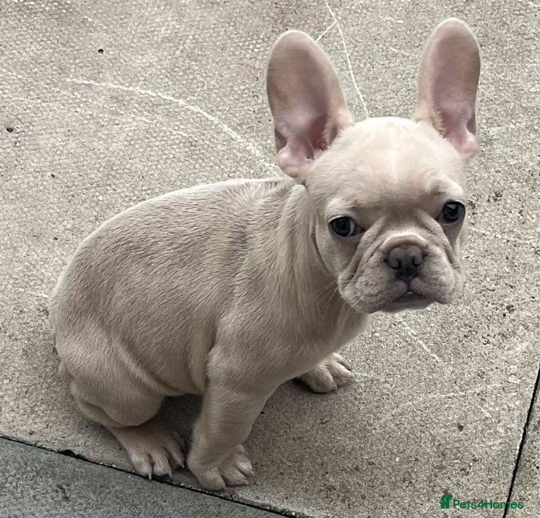 French Bulldog dogs for sale: Beautiful non kc female  - Image 13