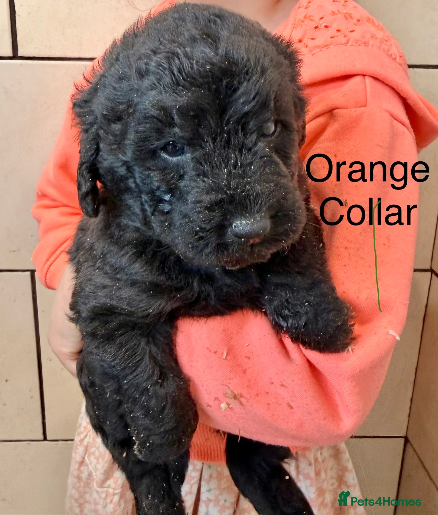 Labradoodle dogs Miniature Labradoodles- from experienced breeder - Advert 2