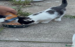 Domestic Shorthair cats for sale: Beautiful Kittens ready for forever home  - Image 3