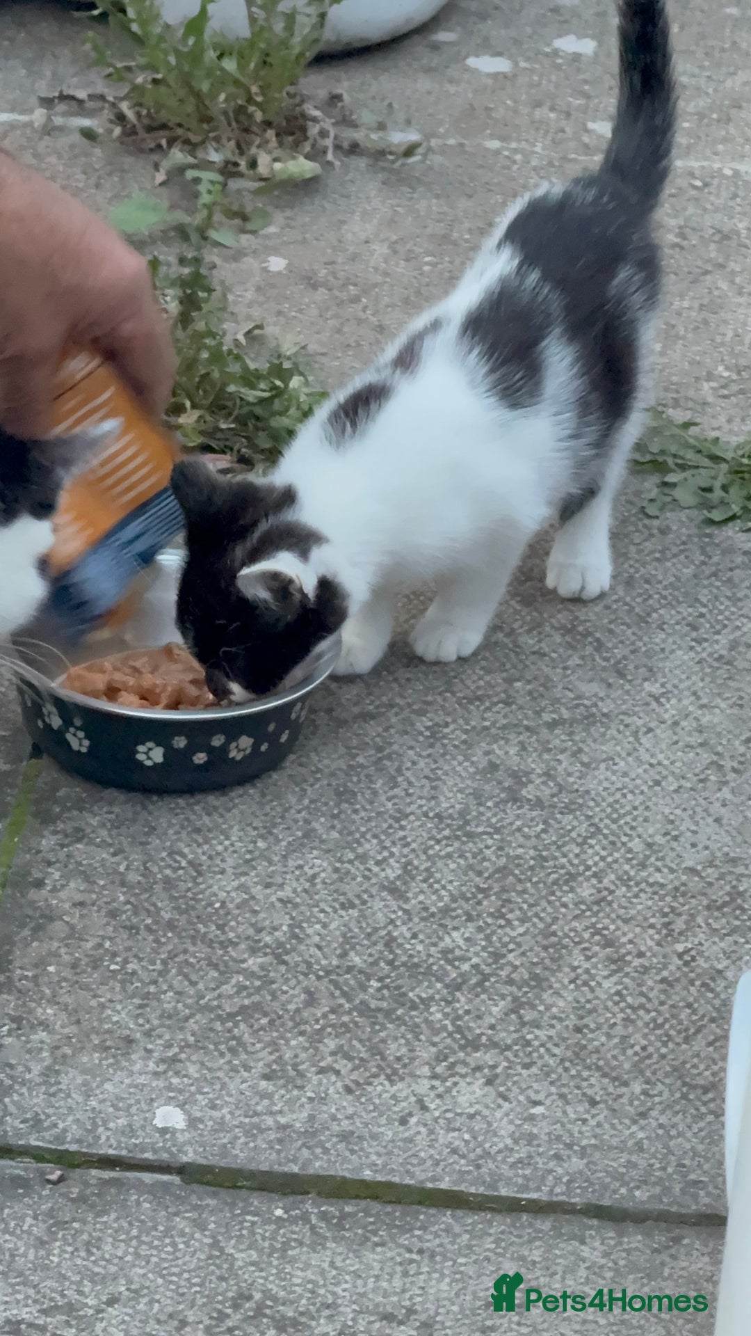 Domestic Shorthair cats for sale: Beautiful Kittens ready for forever home  - Image 3