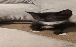 Mixed Breed cats for sale: 3 beautiful kittens looking for their forever home - Image 21