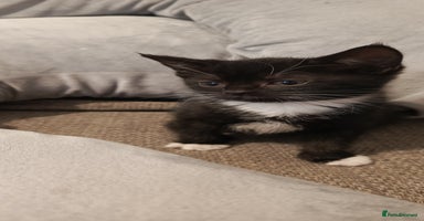 Mixed Breed cats - Advert 6