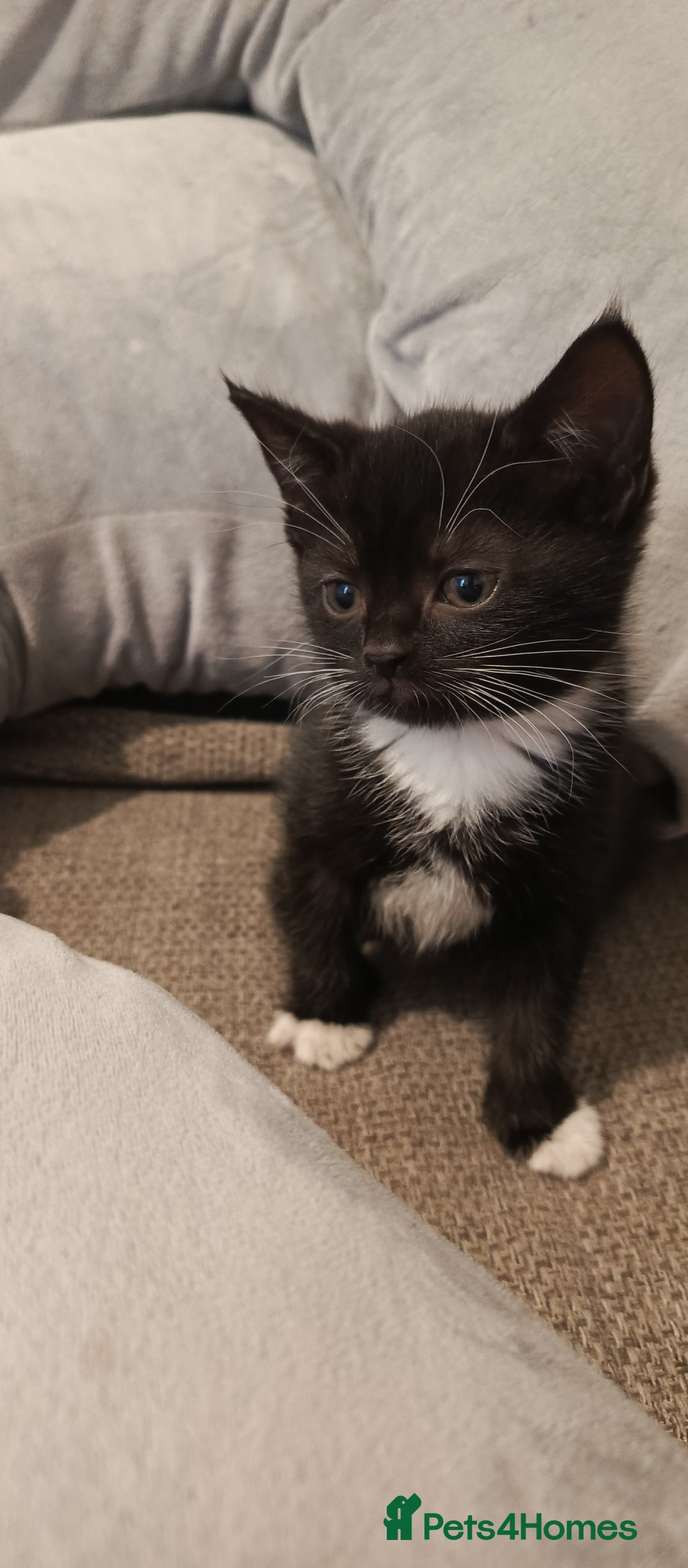 Mixed Breed cats for sale: 3 beautiful kittens looking for their forever home - Image 21