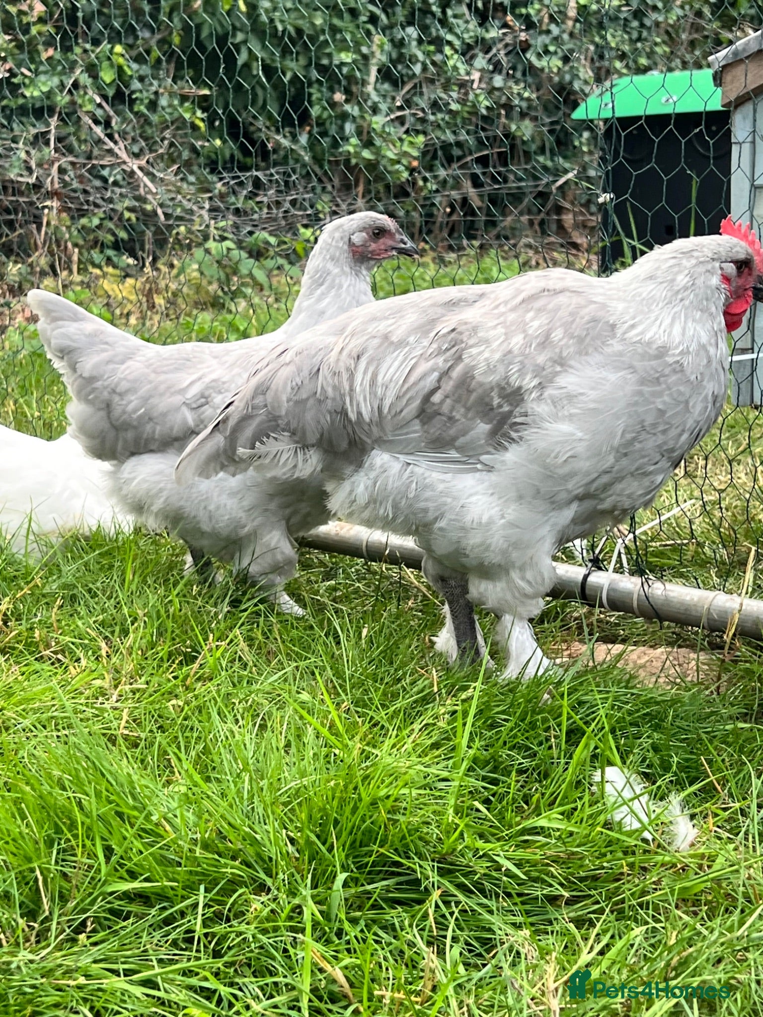 Chickens poultry French silver lavender marans - Advert 13