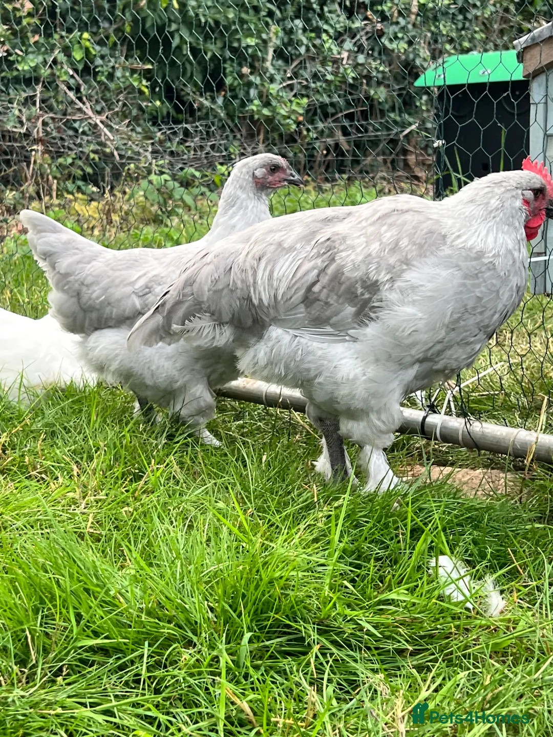 Chickens poultry for sale: French silver lavender marans - Advert 1