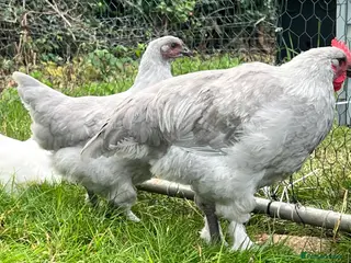 Chickens poultry French silver lavender marans - Advert 1