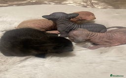 Sphynx cats for sale: Beautiful Sphynx cross orinetal kittens  - Advert 7