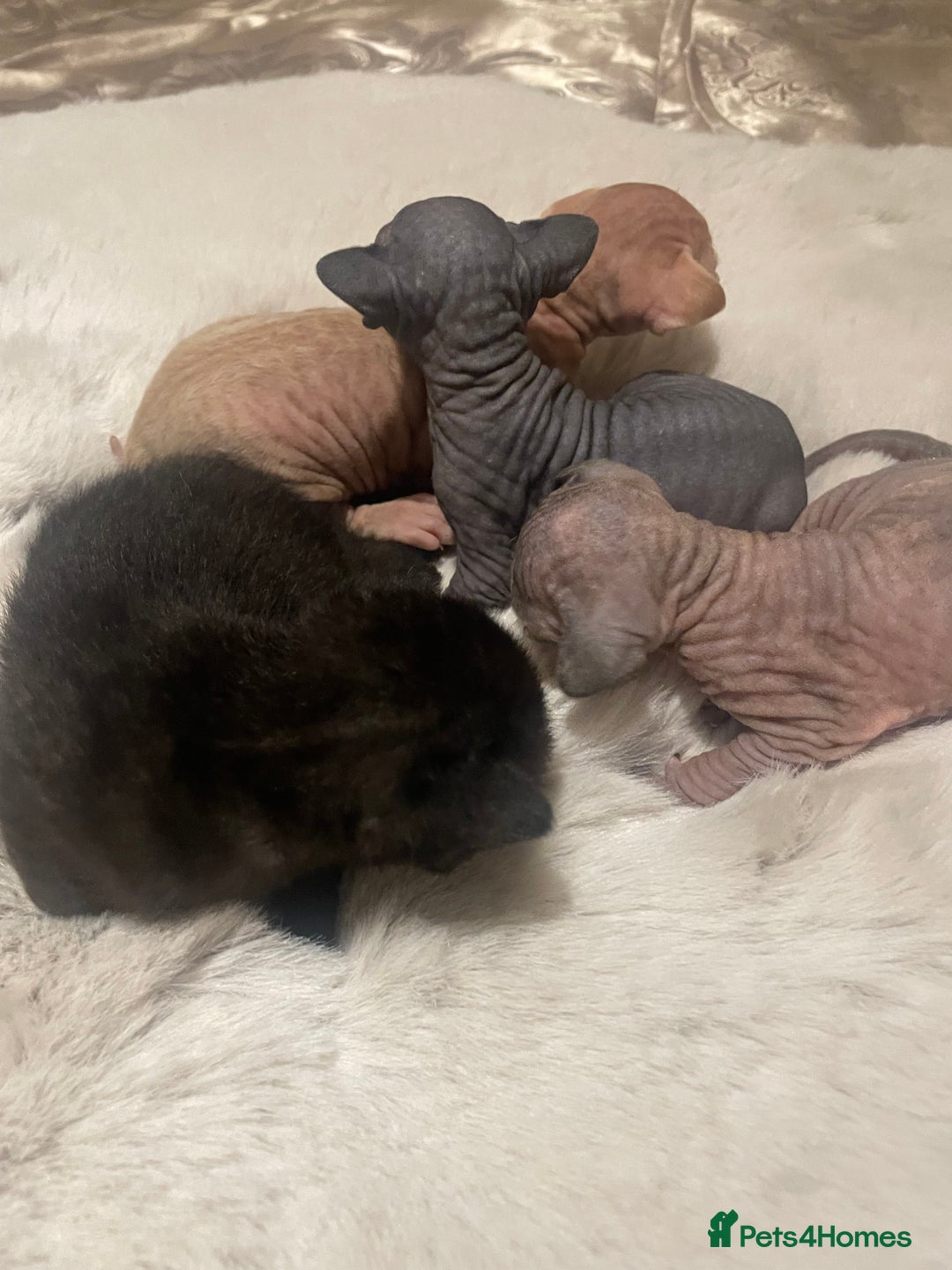 Sphynx cats for sale: Beautiful Sphynx cross orinetal kittens  - Advert 7