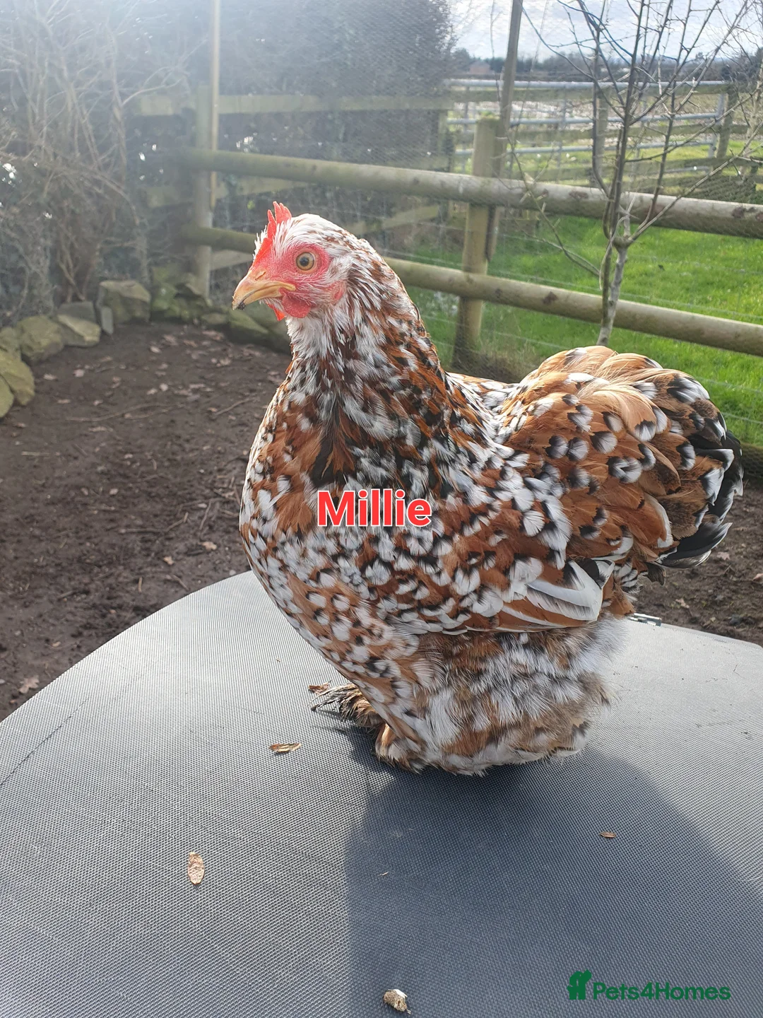 Chickens poultry for sale: Bantams & sebrights - Advert 4