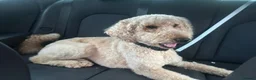 Standard Poodle dogs for stud: Leo our stunning light red/apricot standard poodle in Saint Helens - Advert 7