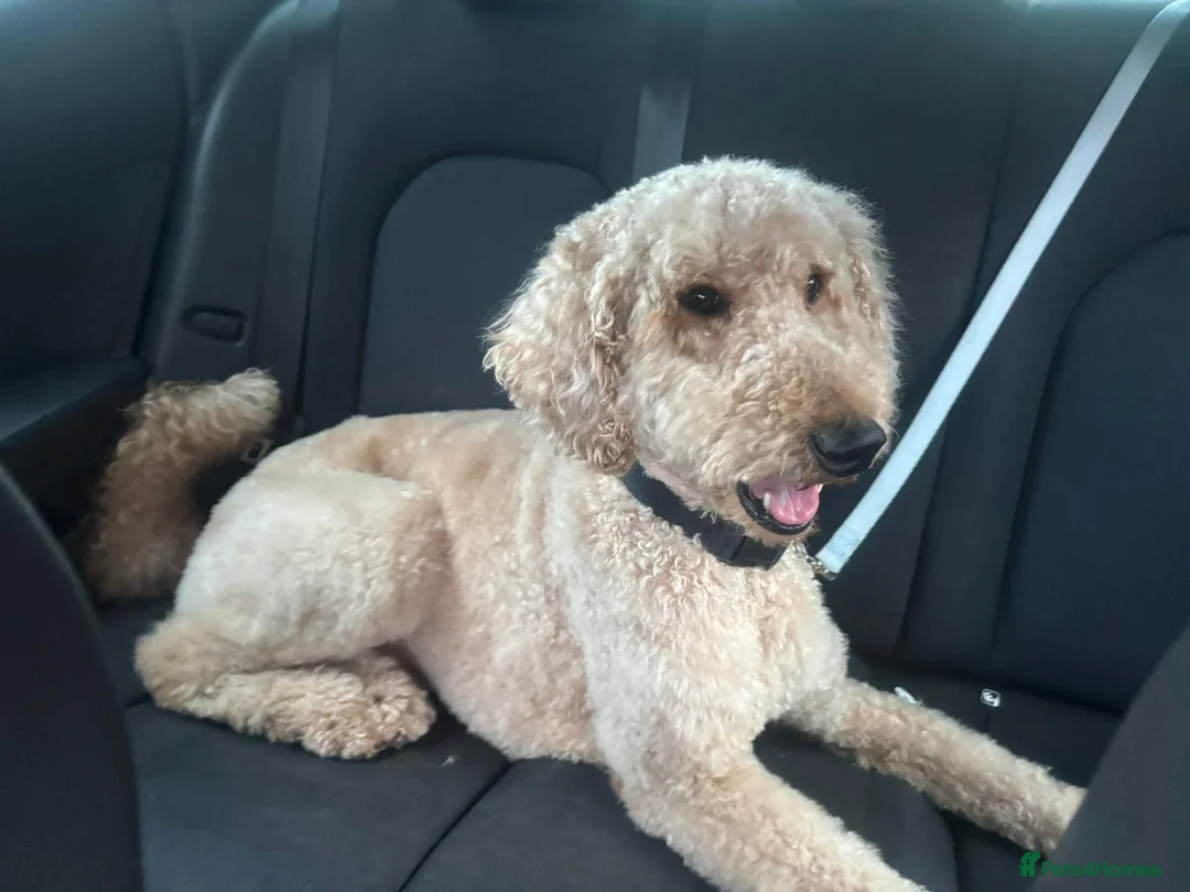 Standard Poodle dogs for stud: Leo our stunning light red/apricot standard poodle in Saint Helens - Advert 7