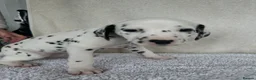 Dalmatian dogs for sale: Dalmatian Puppies  - Advert 24