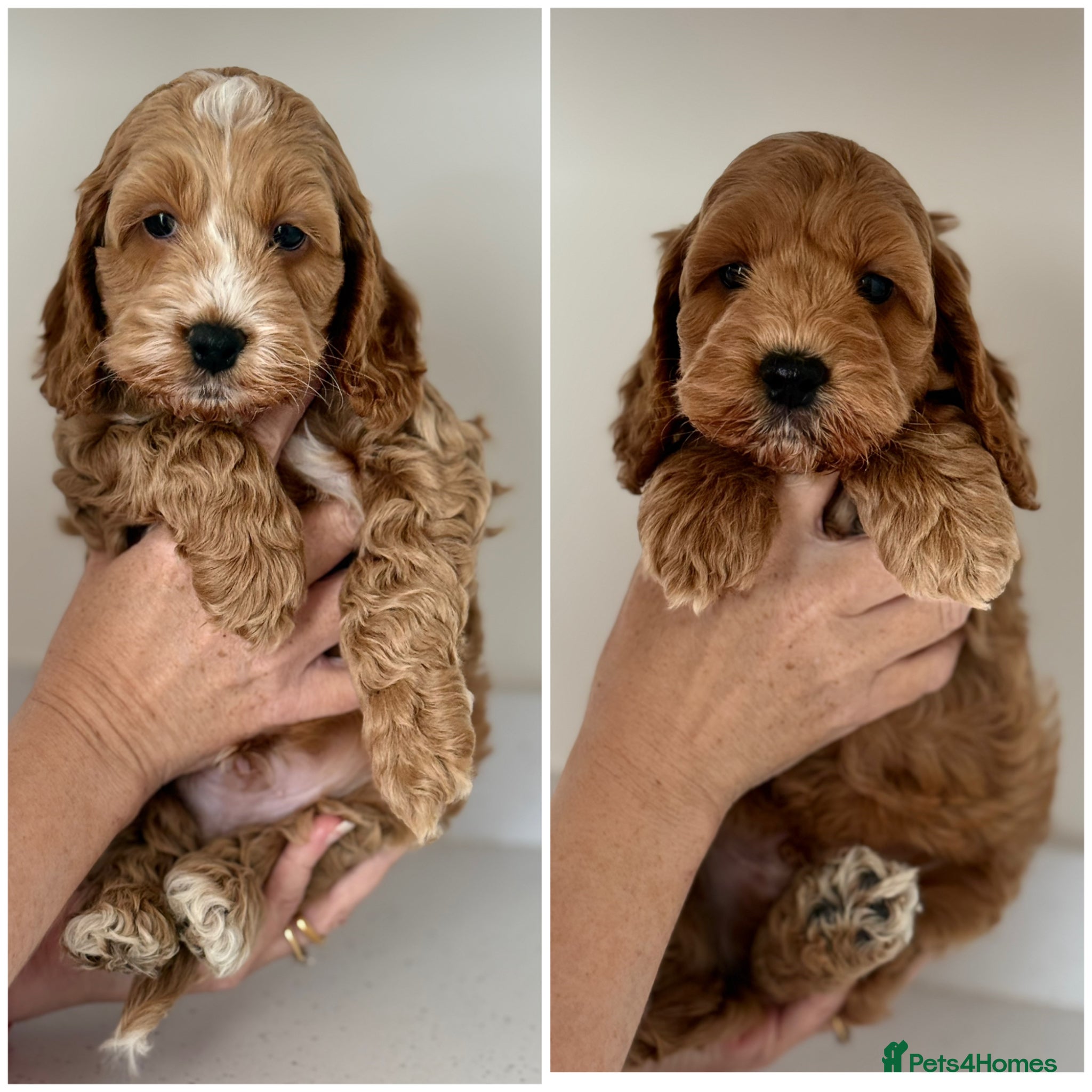 Cockapoo dogs Beautiful F1 cockapoo puppies - Advert 5