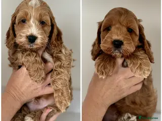 Cockapoo dogs Beautiful F1 cockapoo puppies - Advert 5