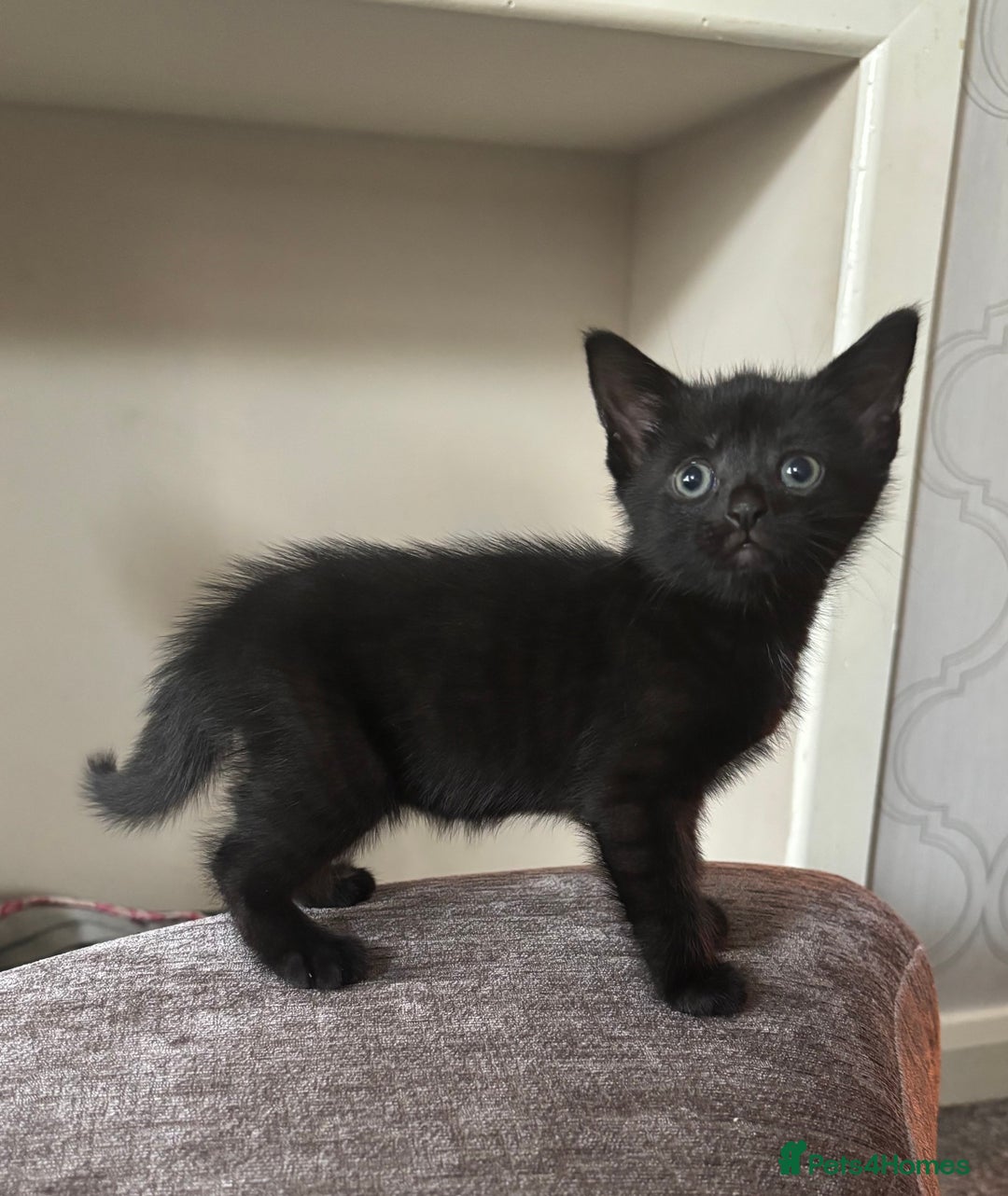 Mixed Breed cats for sale: 3 beautiful boy - Image 7