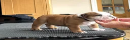 English Bulldog dogs for sale: Double ch bred Bulldog Puppies  - Advert 7