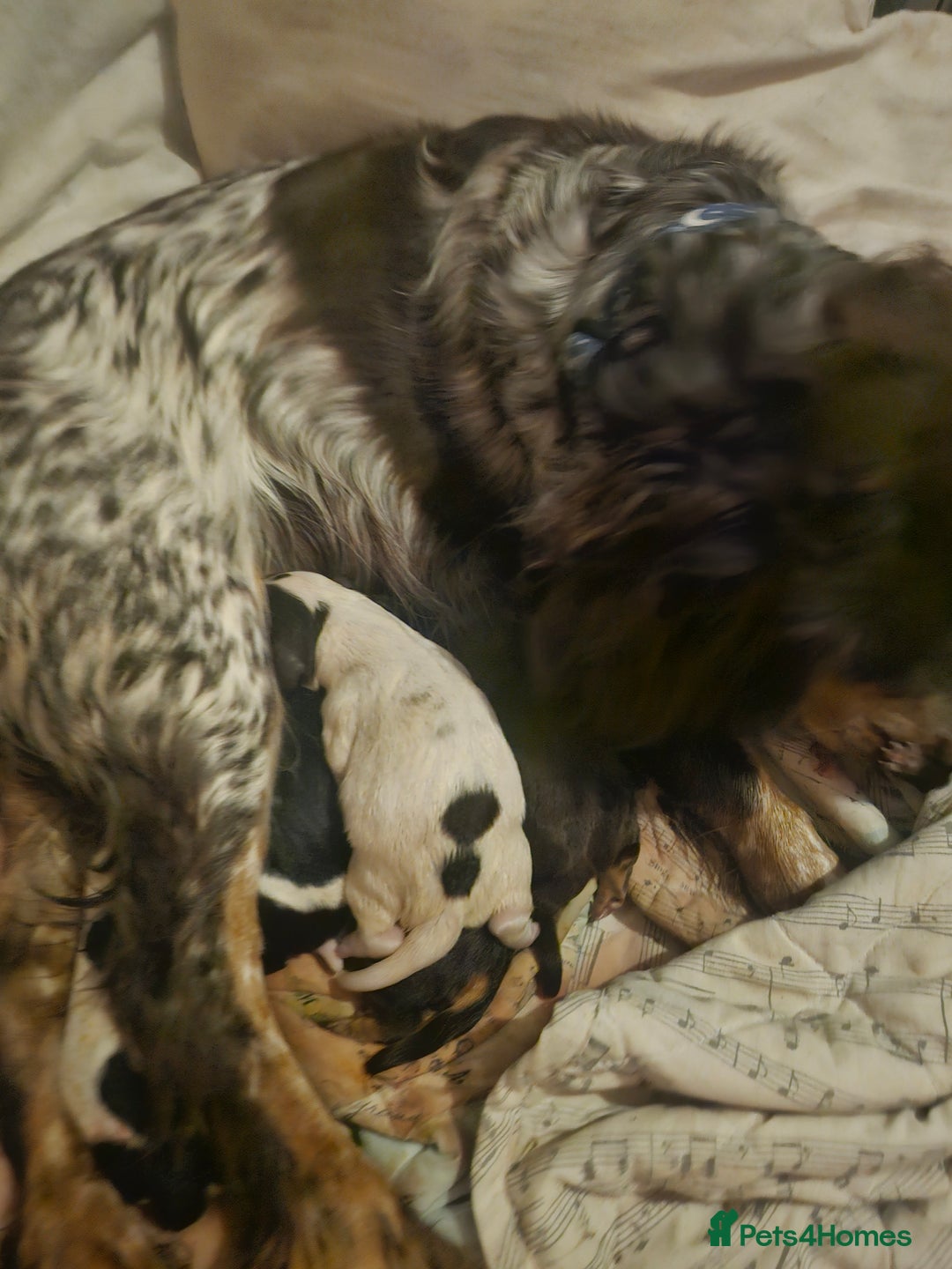 Cocker Spaniel dogs for sale: 6 beautiful cocker spaniels  - Image 4