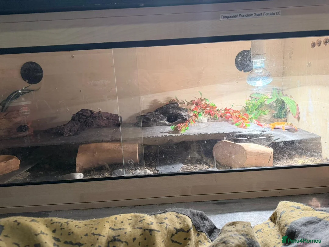 Leopard Gecko reptiles for sale: Leopard gecko - Advert 6