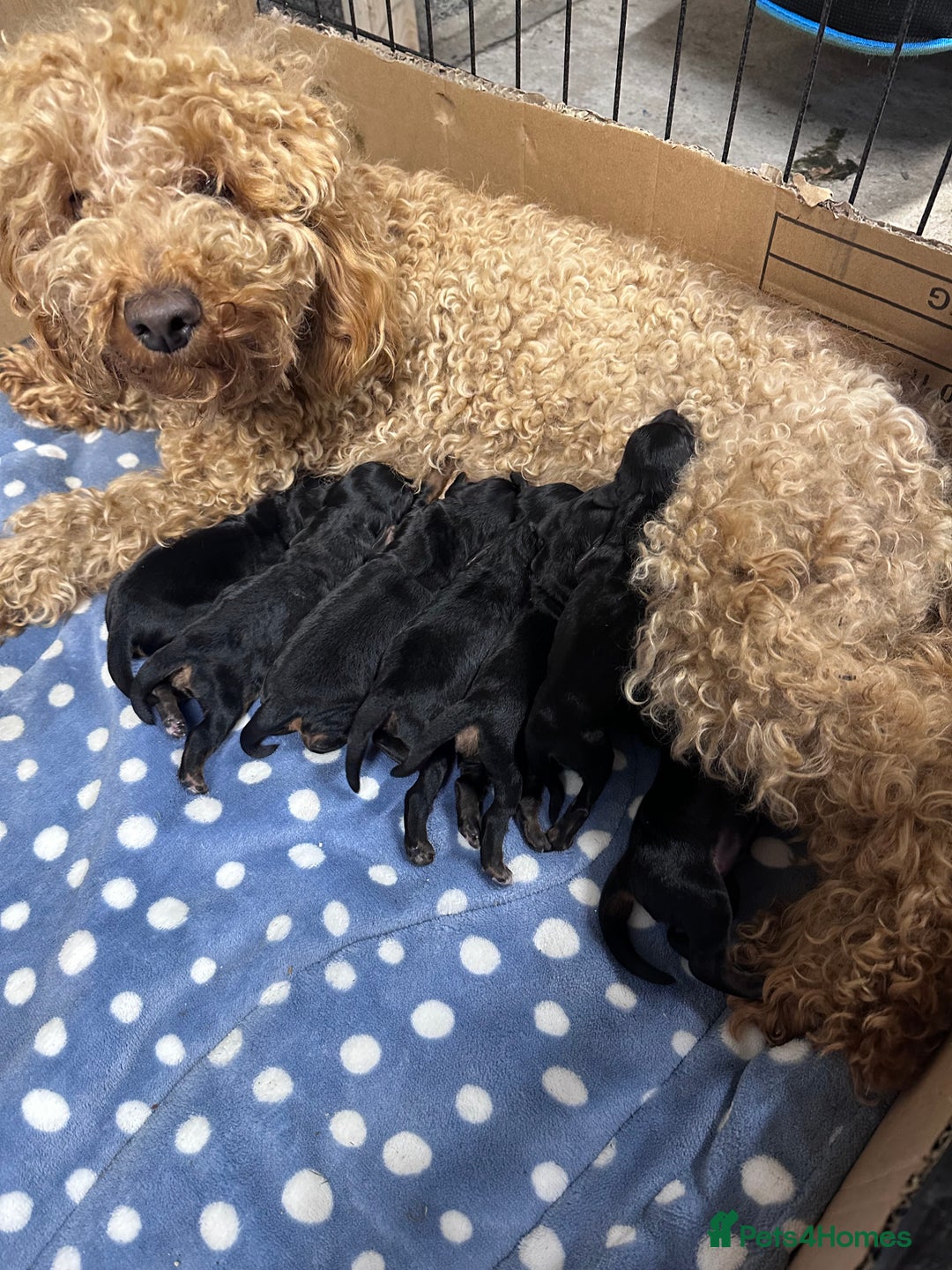Cockapoo dogs for sale: Beautiful tri cockerpoos  - Image 14
