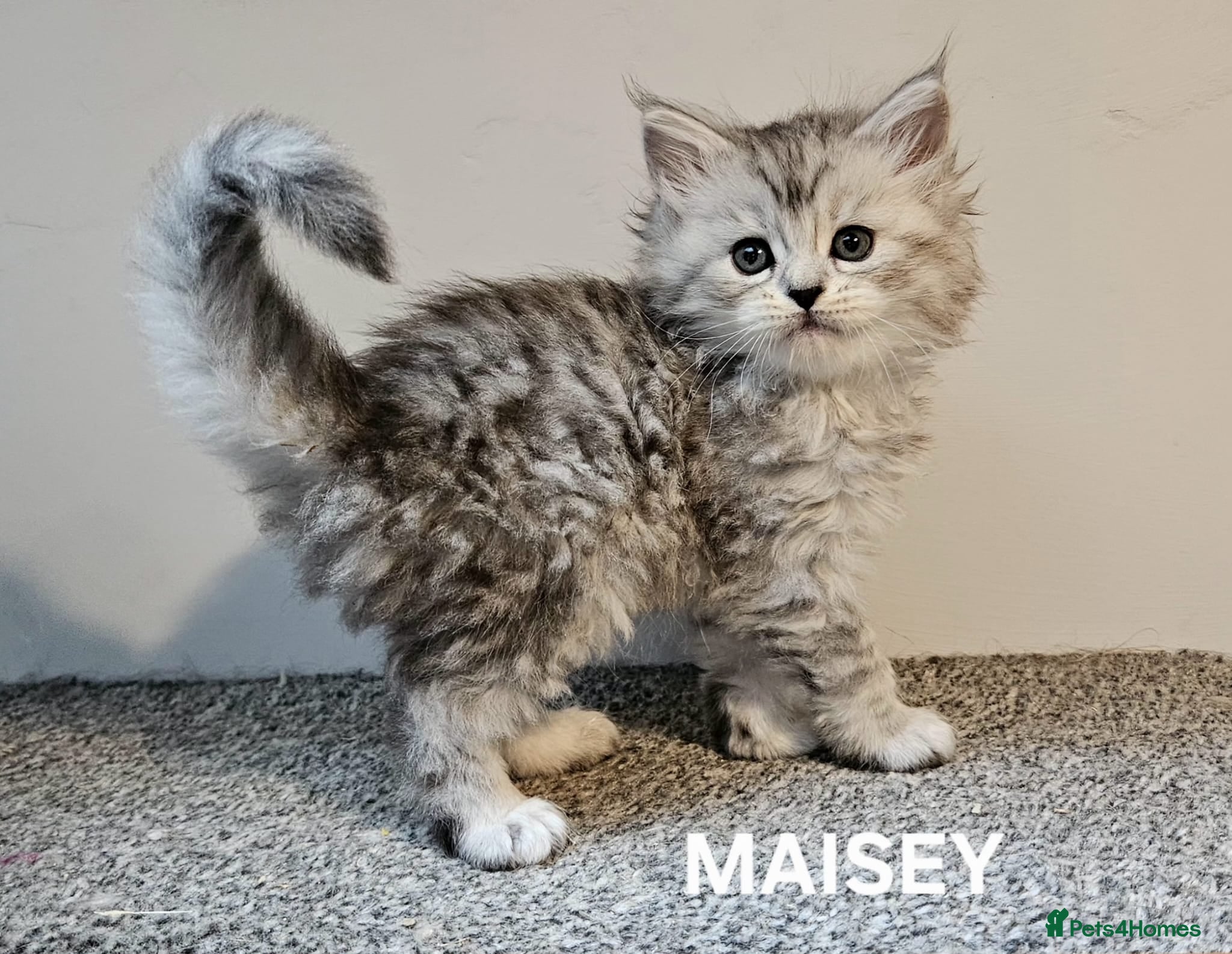 Maine Coon cats Beautiful Registered Maine Coon kittens  - Advert 7