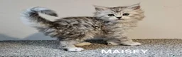 Maine Coon cats for sale: Beautiful Registered Maine Coon kittens  - Advert 5