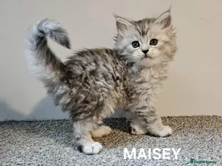 Maine Coon cats Beautiful Registered Maine Coon kittens - Advert 7