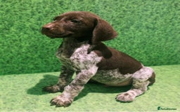 German Shorthaired Pointer dogs for sale: Exceptionally Well Bred German Shorthair Pointer  - Image 7