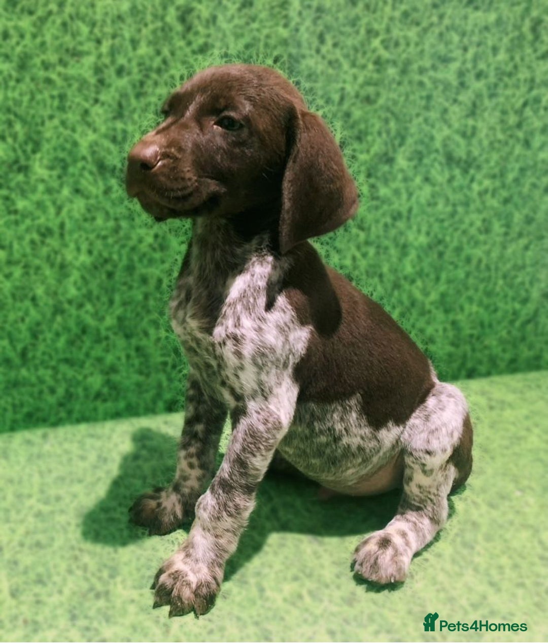 German Shorthaired Pointer dogs for sale: Exceptionally Well Bred German Shorthair Pointer  - Image 7