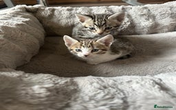 Bengal cats for sale: Stunning bengal/ragdoll kittens  - Image 11