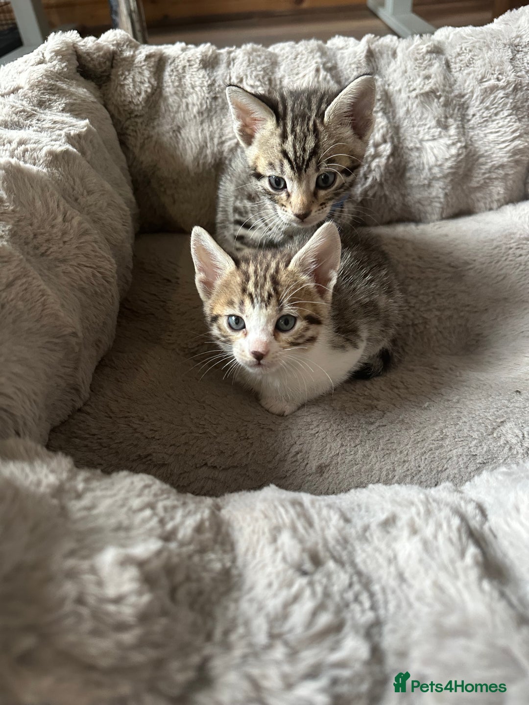 Bengal cats for sale: Stunning bengal/ragdoll kittens  - Image 11