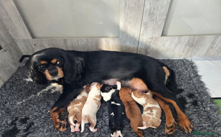 Cavalier King Charles Spaniel dogs - Advert 1