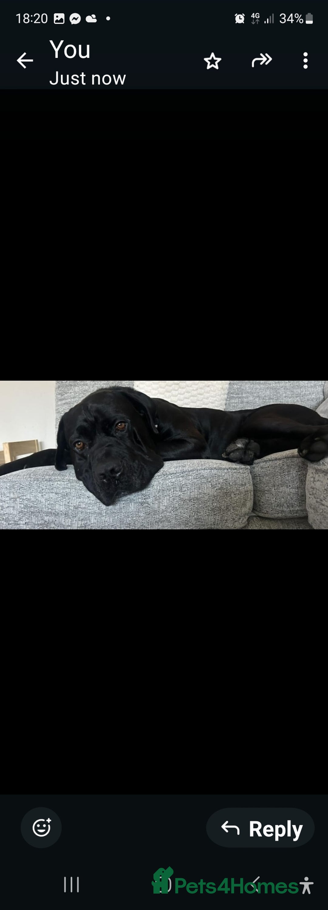 Cane Corso dogs for sale: Cane corso puppies for sale - Image 7