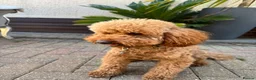 Miniature Poodle dogs for stud: Proven Pedigree Miniature Poodle Stud  - Advert 2