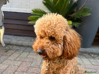 Miniature Poodle dogs Miniature Poodle Stud - Advert 1