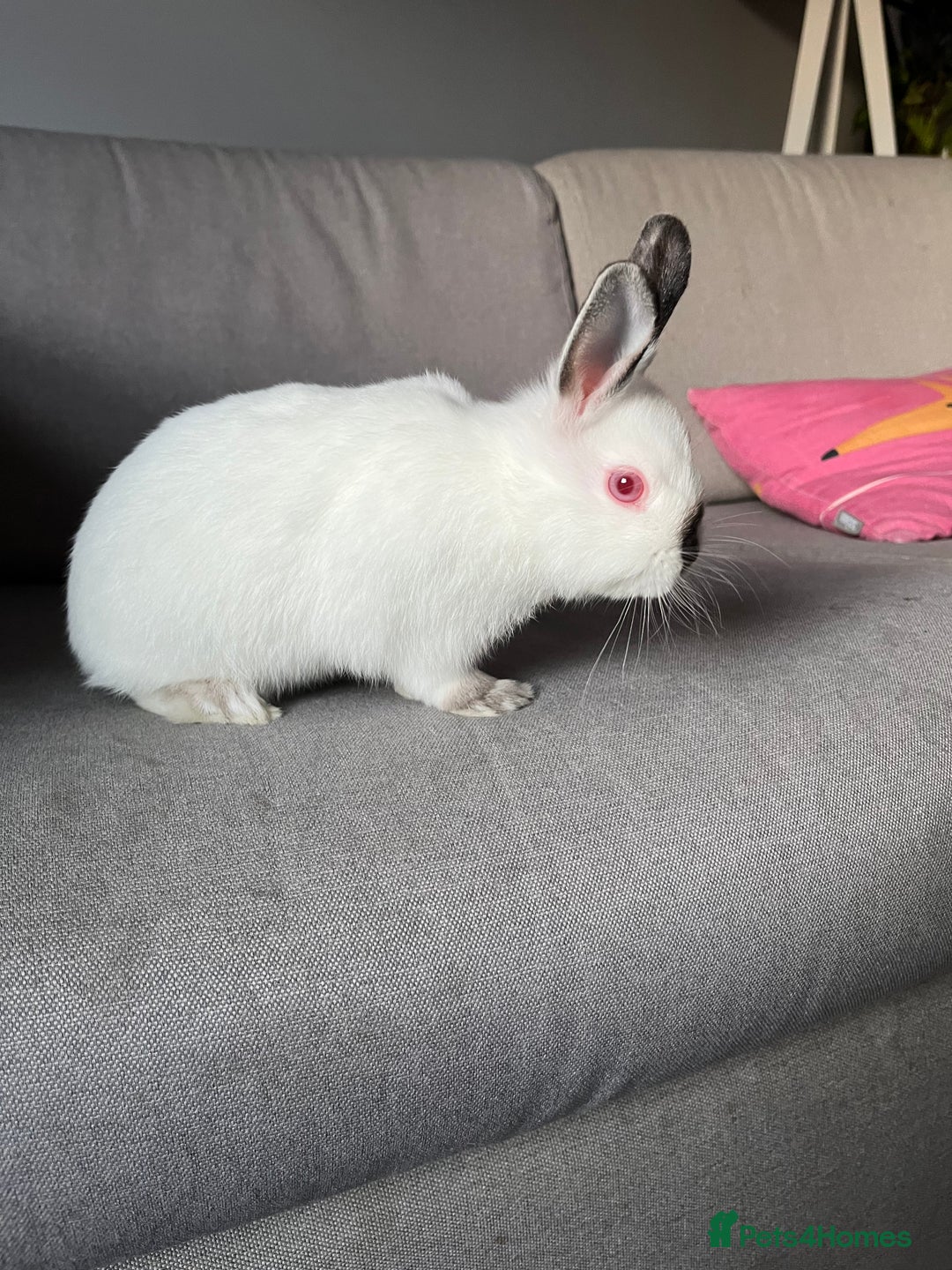 Netherland Dwarf rabbits for sale: 2 Netherlands dwarf bunnies for sale - Advert 9