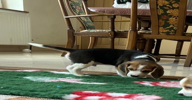 Beagle dogs - Advert 1